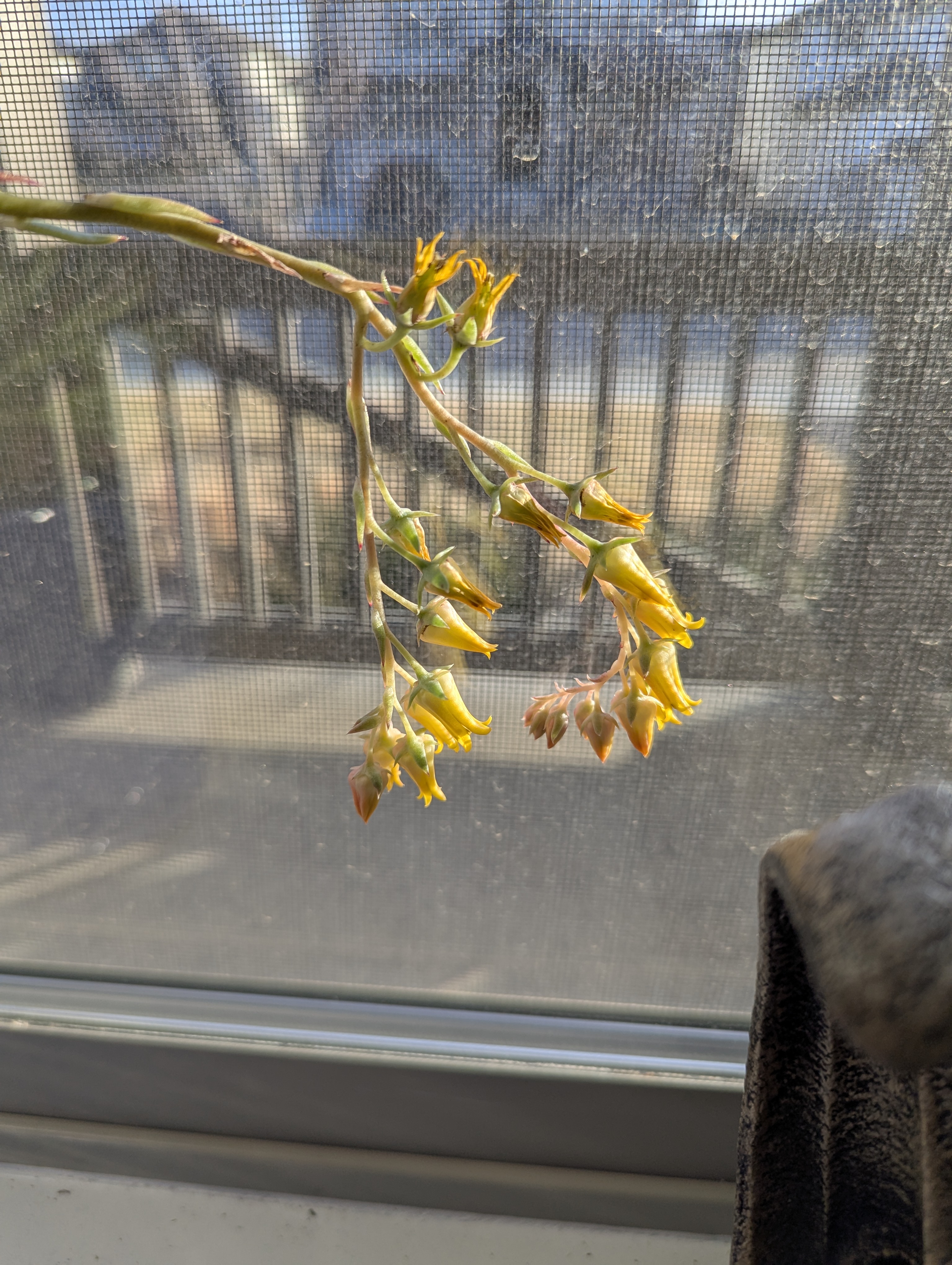 Agave Flower, Morrison Colorado